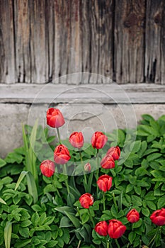 Red tulips growing in the garden near the barn.