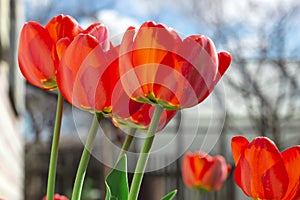 Red tulips growing in the garden. Spring background.