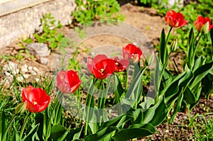 Red tulips grown in the garden
