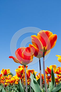 Red Tulips in Holland