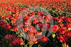 Red tulips in Holland