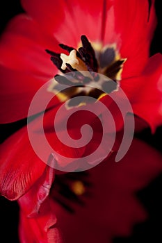 Red Tulips Isolated Black Background