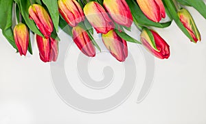 Red tulips isolated on white background - spring flowers post card