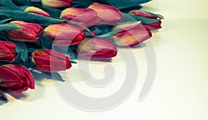 Red tulips isolated on white background - spring flowers post card