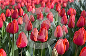 Red tulips in the Keukenhof park Netherlands.
