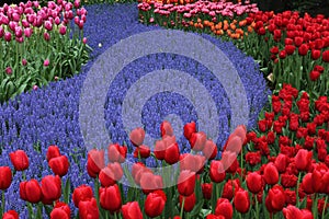 Red tulips and lavender flowers