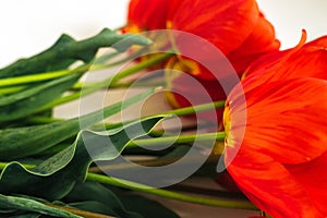 Red tulips lie on a white background. Juicy green leaves. Festive background