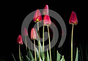 Red tulips - light paintings