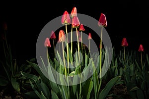 Red tulips - light paintings