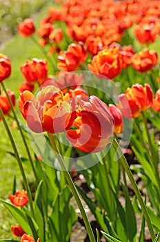 Red tulips on meadow