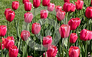 Red. Tulips. Nature. Flower. Garden. Flora