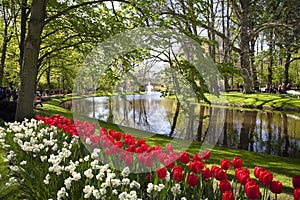 Red tulips near the pond in Keukenhof