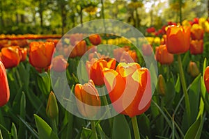 Red tulips of Netherlands in rays of sunset