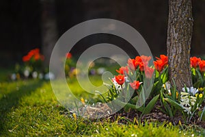 Red tulips photo