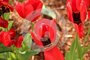 Red tulips with one petal flapped open like trap door photo