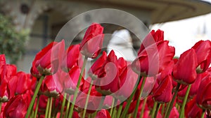 Red tulips with oriental background