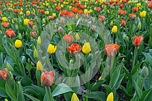 Red Tulips Outdoor, Spring Tulipa Flowers