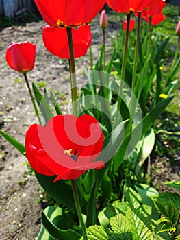 Red tulips outdoor on sunny summer day.
