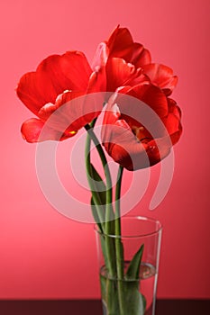 Red tulips over red background.