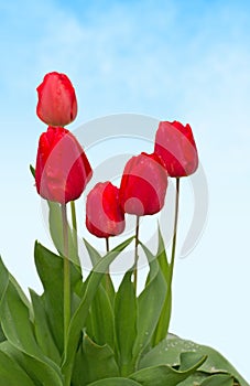 Red tulips