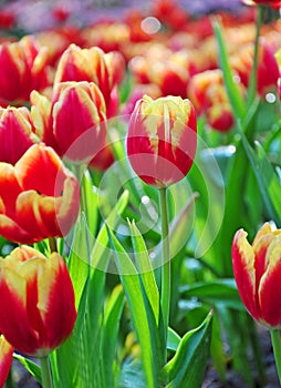 Red tulips in the park.