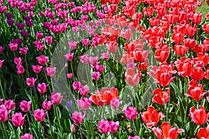 red tulips in the park in the flowerbed, tulips as a background and as a postcard 1