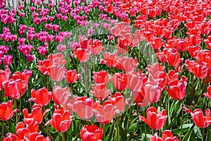 red tulips in the park in the flowerbed, tulips as a background and as a postcard 2