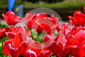 red tulips in the park in the flowerbed, tulips as a background and as a postcard 5