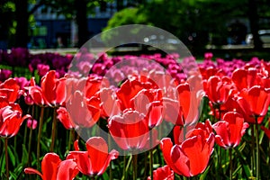 red tulips in the park in the flowerbed, tulips as a background and as a postcard 7