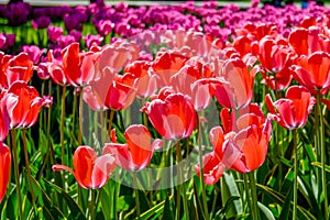 red tulips in the park in the flowerbed, tulips as a background and as a postcard 8