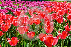 red tulips in the park in the flowerbed, tulips as a background and as a postcard 9