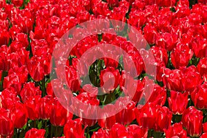 Red tulips in the park Keukenhof