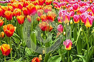 Red tulips park Keukenhof - flower garden, Holland