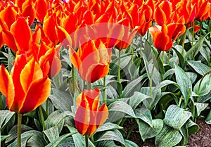 Red tulips park Keukenhof - flower garden, Holland