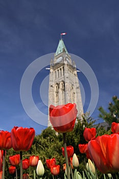 Red Tulips - Peace Tower