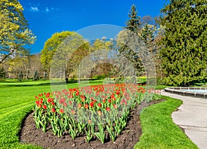 Red tulips in Queen Victoria Park - Niagara Falls, Canada