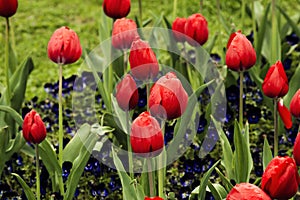 Red tulips after rain. Background