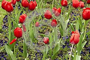 Red tulips after rain.Flowerbed. Background