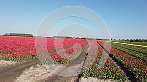 Red tulips in rows on a flower bulb field on the Island Goeree Overflakke.