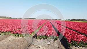 Red tulips in rows on a flower bulb field on the Island Goeree Overflakke.