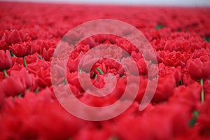 Red tulips in rows on  a flowerbulb field in Nieuwe-Tonge in the netherlands during springtime season and fog
