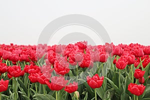 Red tulips in rows on  a flowerbulb field in Nieuwe-Tonge in the netherlands during springtime season and fog