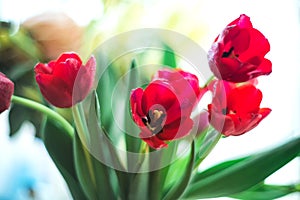 Red tulips with selective focus on a light blurry background
