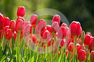 Red tulips in Spring