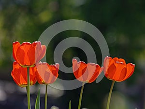 red tulips in spring