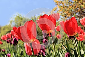 Red tulips at the spring beauty festival