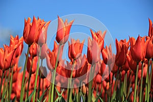 Red tulips in spring, blue sky photo
