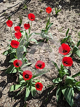 Red tulips on a spring day