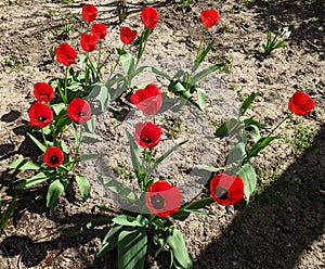 Red tulips on a spring day