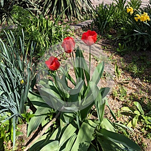 Red tulips on a spring day